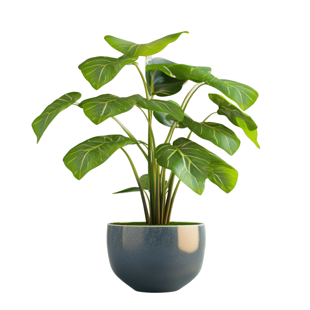 f9b40504 fa6a 4960 b856 e36865e6ef20 photoroom